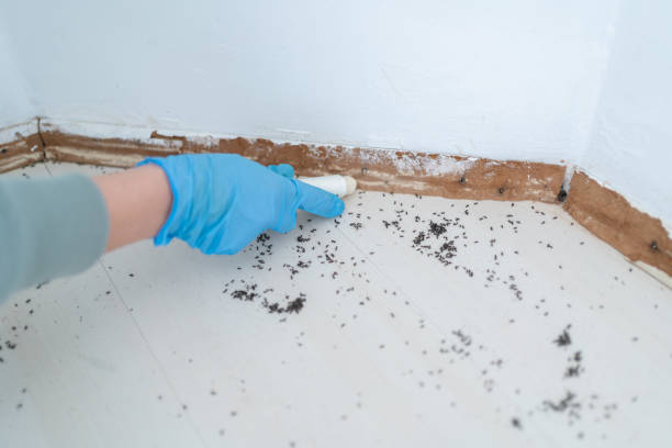 Best Flea Control Services  in Riverview, MI
